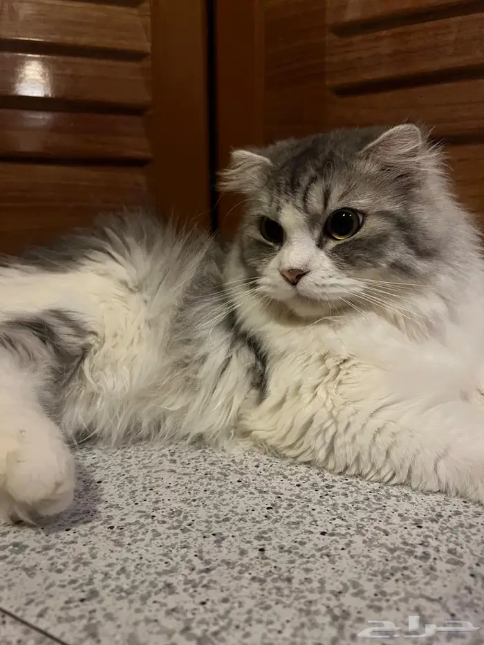 تبني قط شيرازي 2