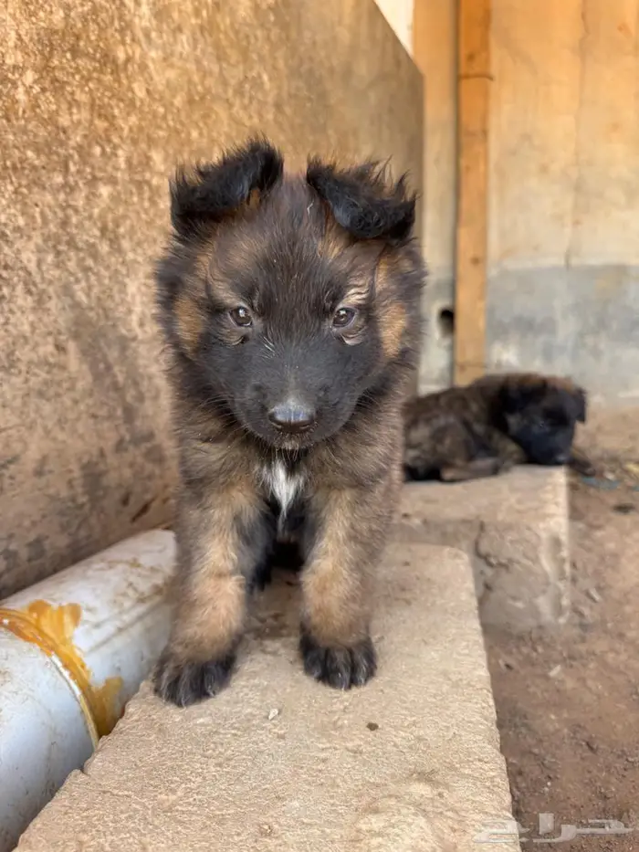 جراء مالينو 2