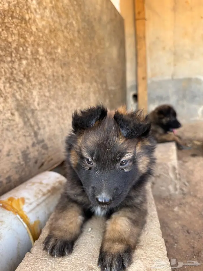 جراء مالينو 5