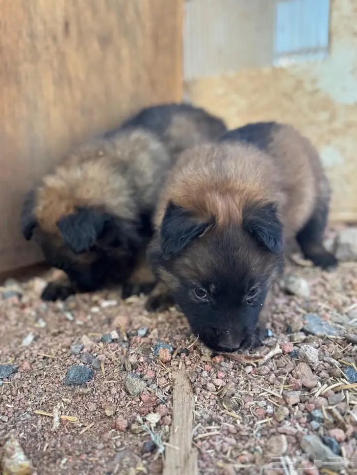 جراء مالينو 3