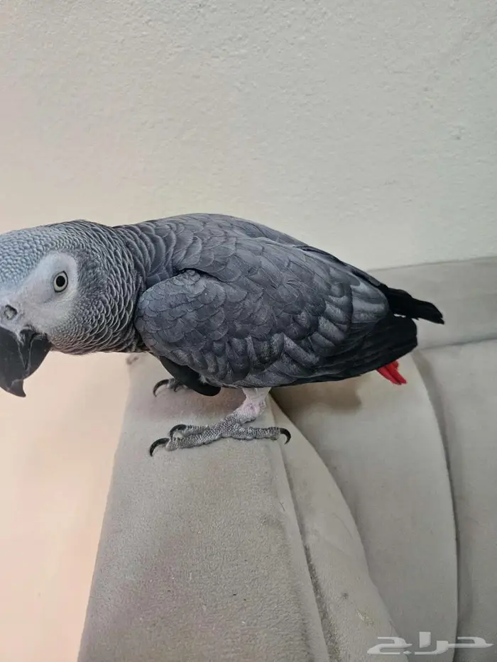 ببغاء كاسكو 0