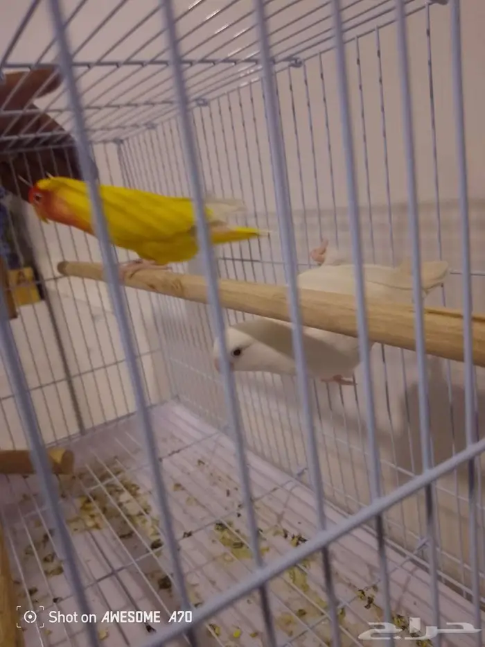 زوج روز شرط 2