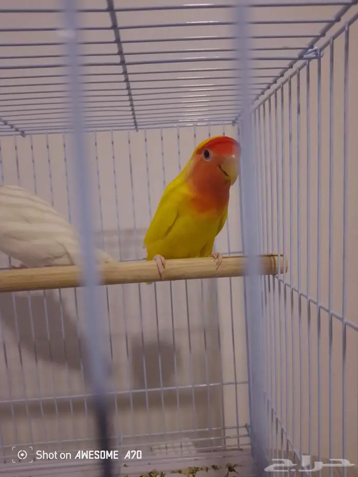 زوج روز شرط 3