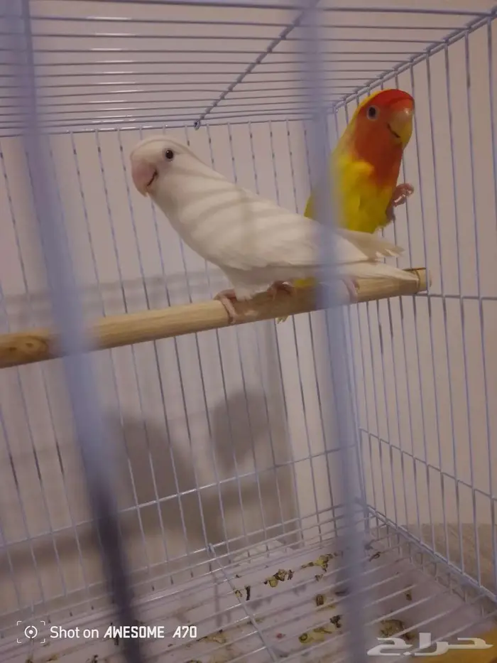 زوج روز شرط 4