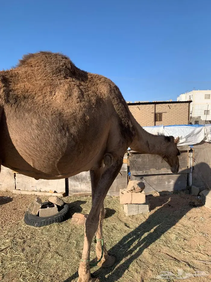 ناقه خلفه لبيع 1