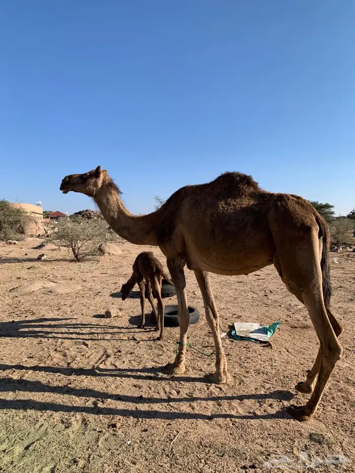 ناقه خلفه لبيع 2