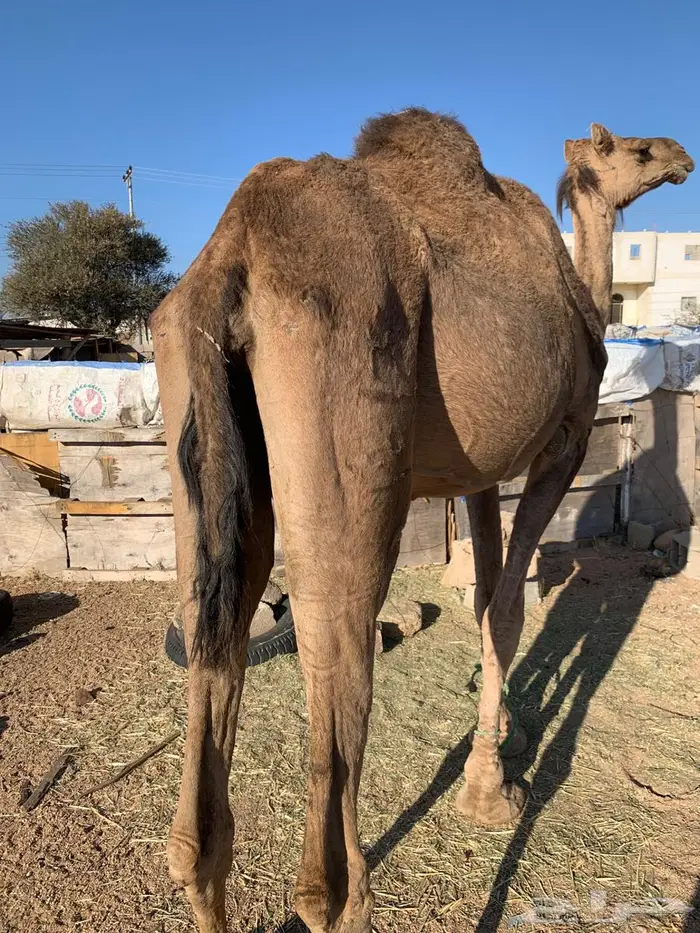 ناقه خلفه لبيع 0