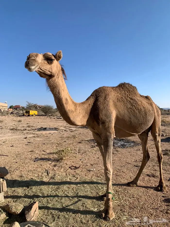 ناقه خلفه لبيع 3