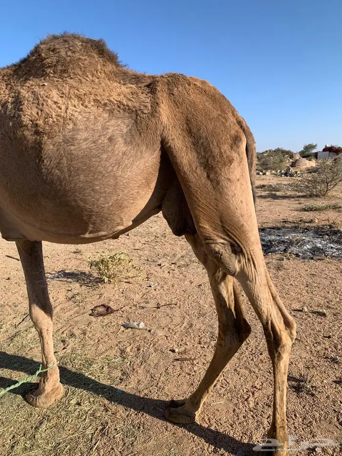 ناقه خلفه لبيع 4