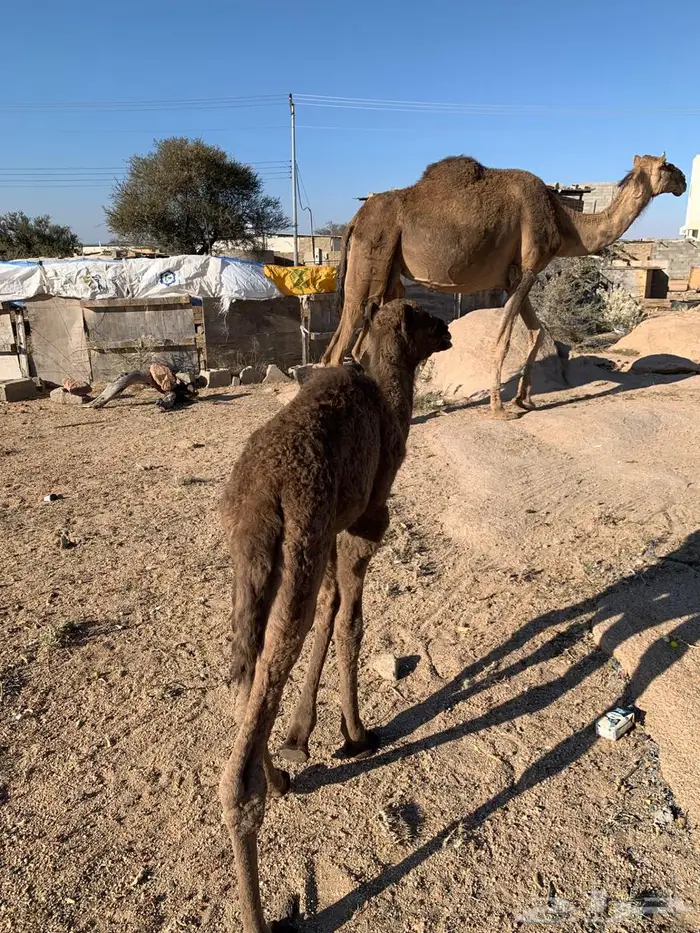 ناقه خلفه لبيع 5