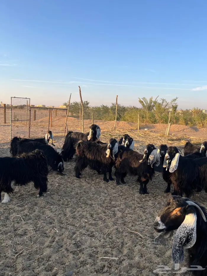 للبيع تيس فحل 4