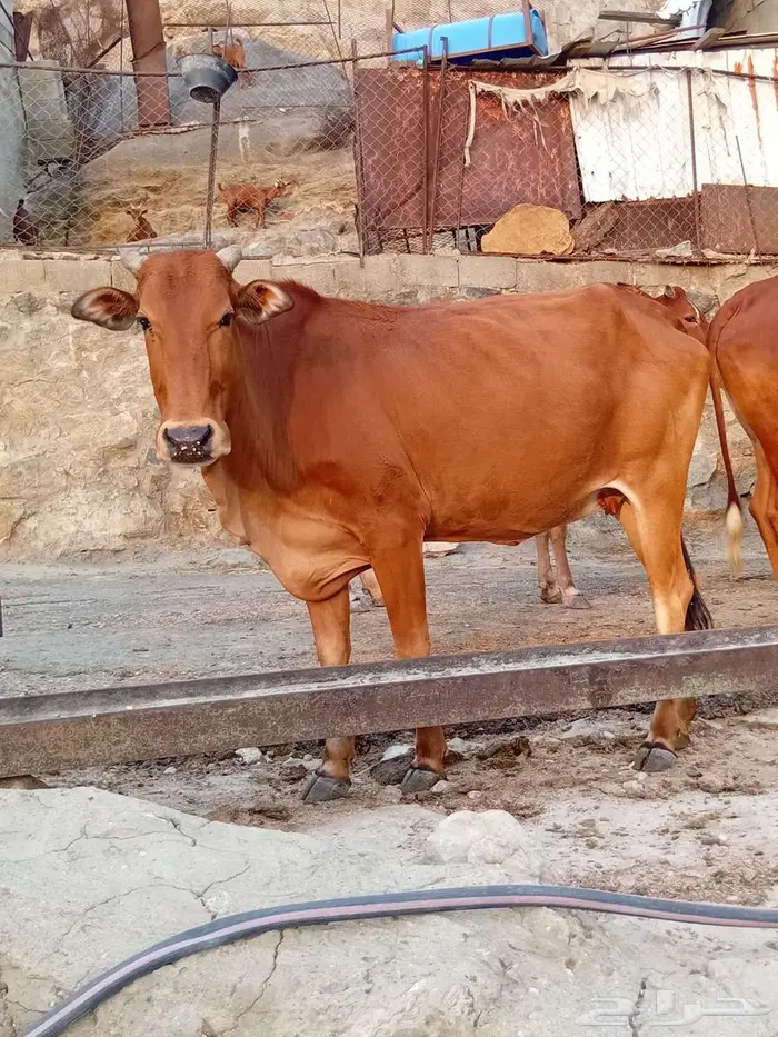 بقر بلدي للبيع 0