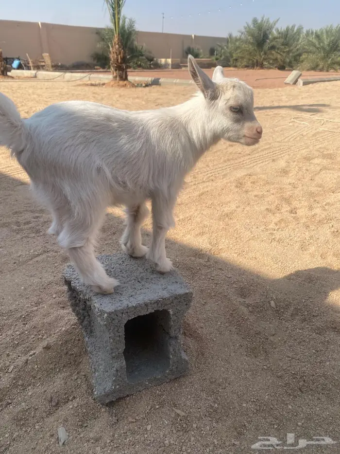 تيس قزمي بيور 3