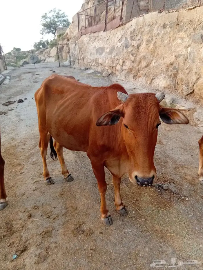 بقر بلدي للبيع 8