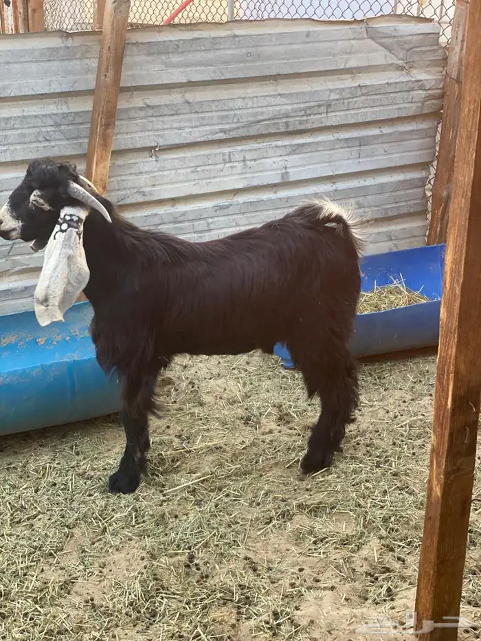 تيس عارضي للبيع الي يبي فحل ولادبح 0