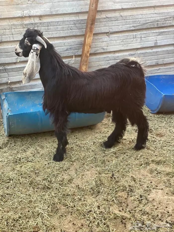 تيس عارضي للبيع الي يبي فحل ولادبح 1