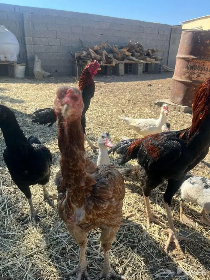 دجاج باكستاني 1