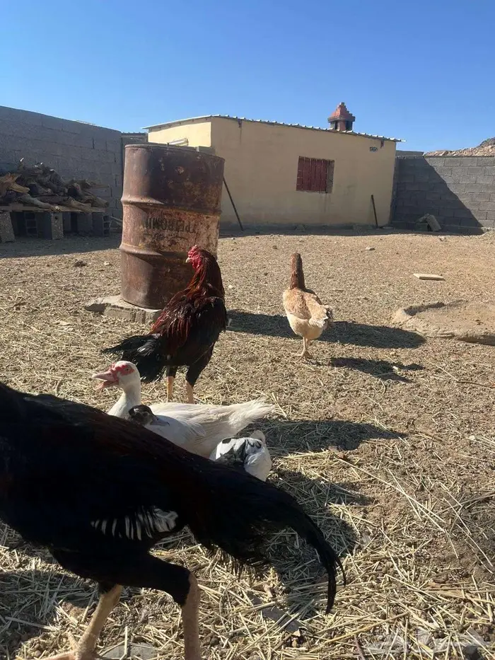 دجاج باكستاني 0