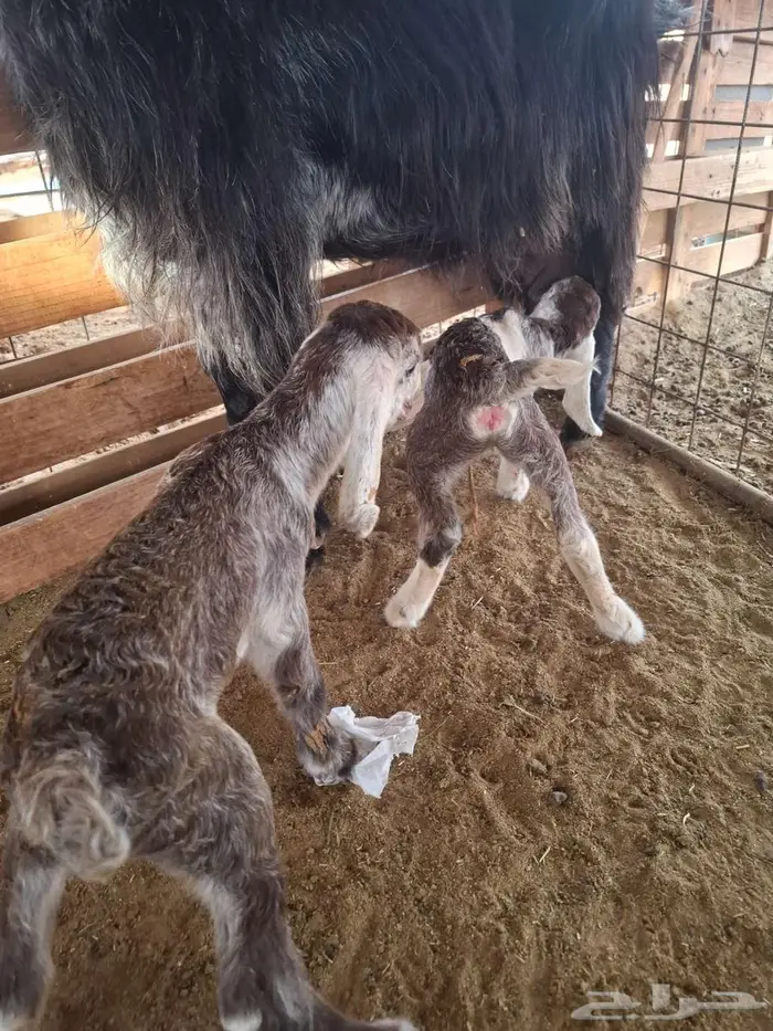 عنز شطرا تحتها توم 1