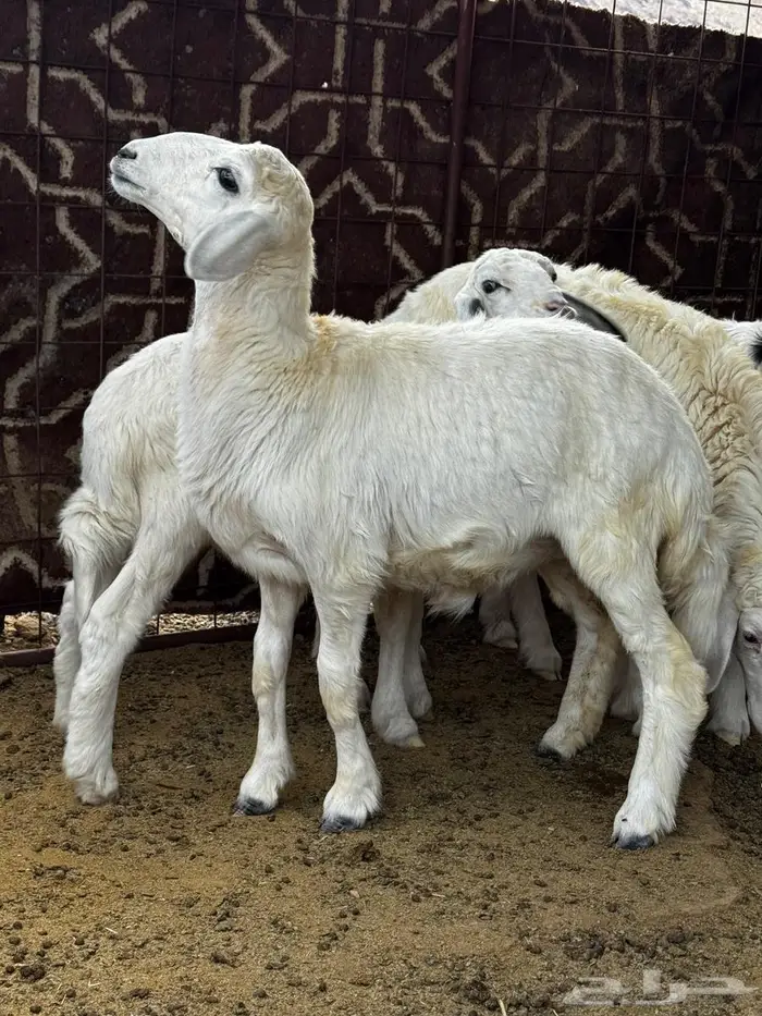 طليان ورخال للبيع 0