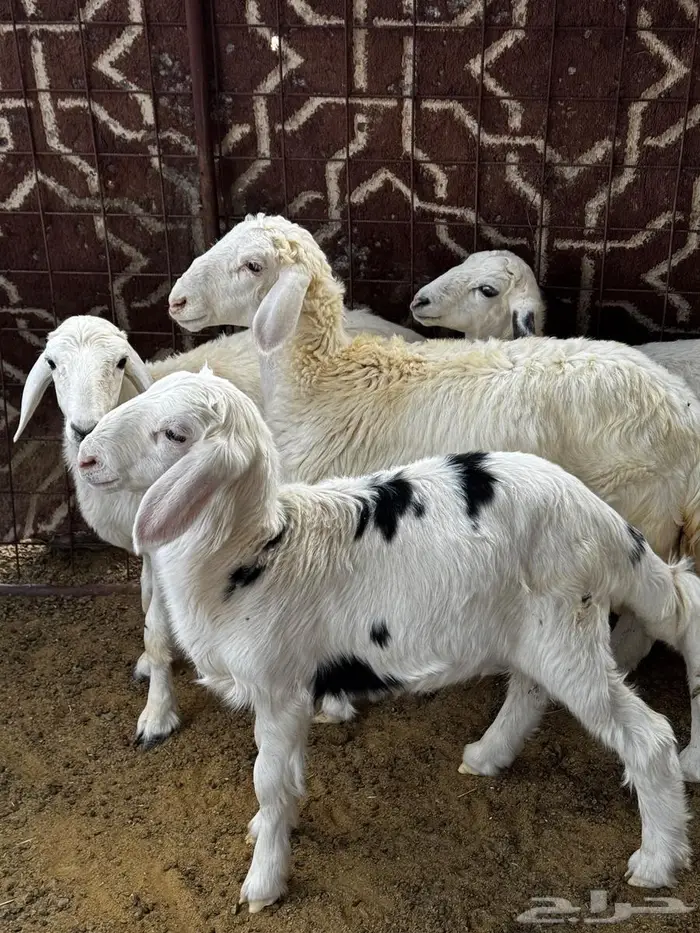 طليان ورخال للبيع 1