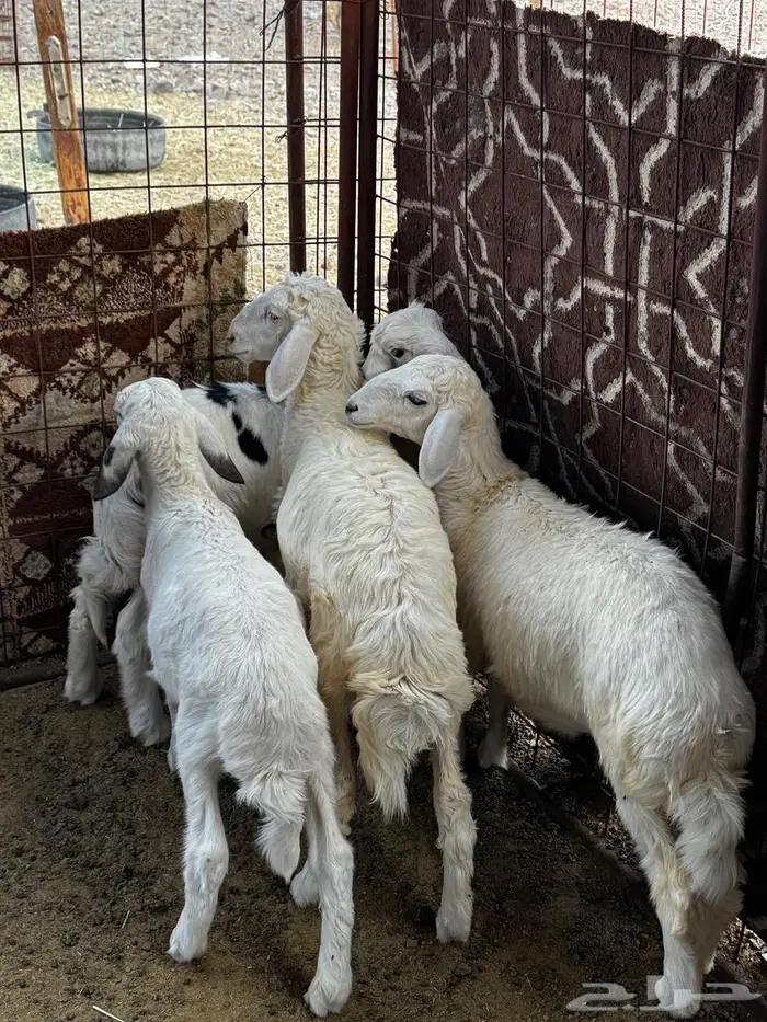 طليان ورخال للبيع 2