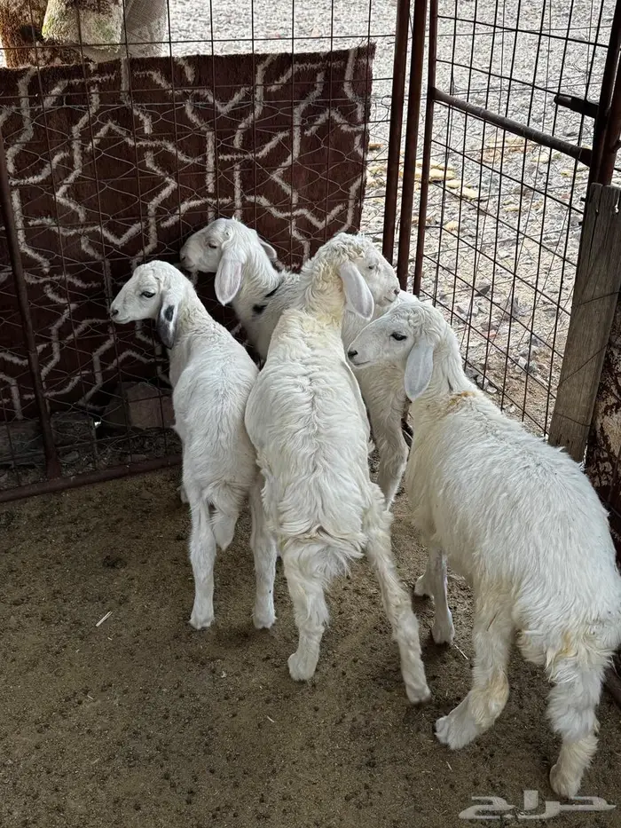 طليان ورخال للبيع 4