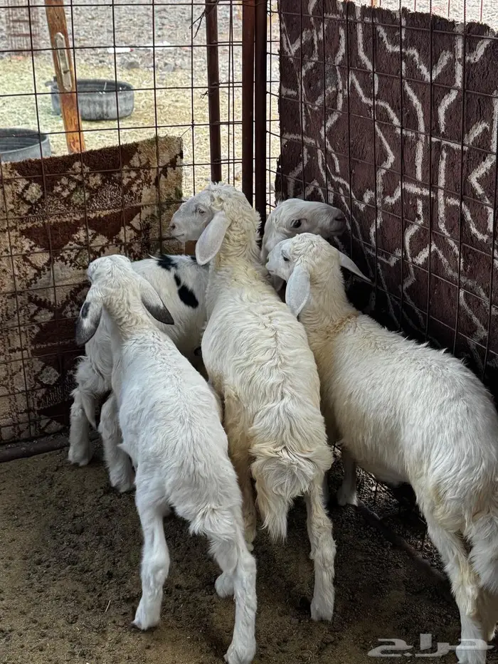 طليان ورخال للبيع 3