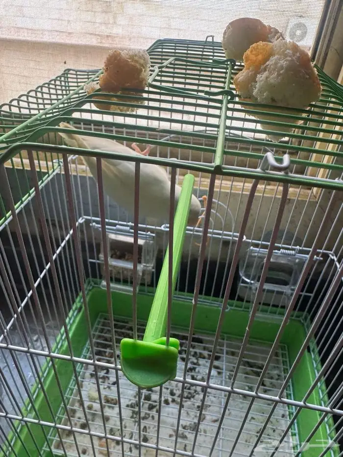 طير روز البينو 1