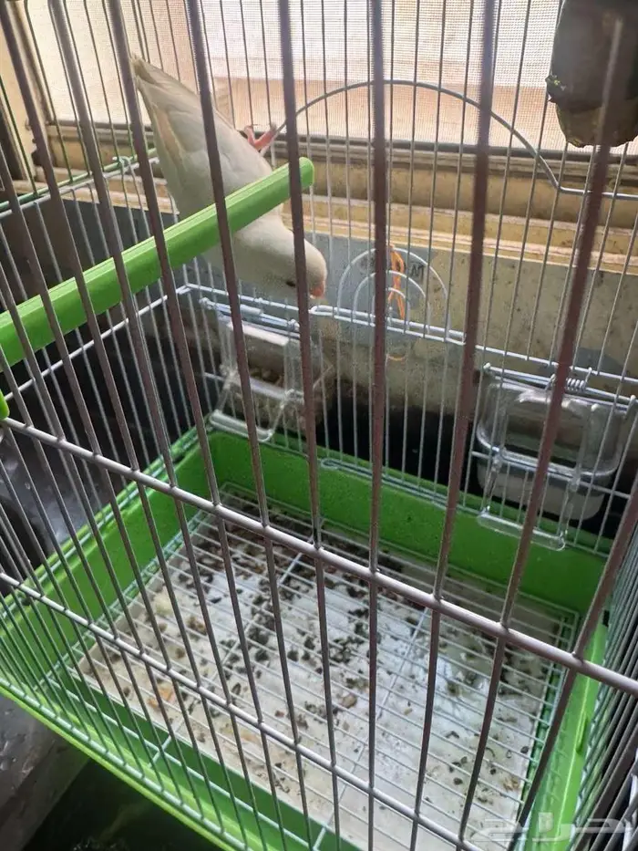 طير روز البينو 2