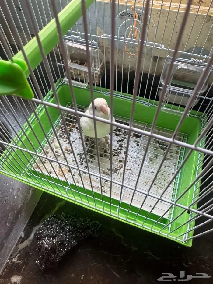 طير روز البينو 0