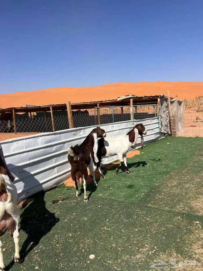 معزا متابيع 4