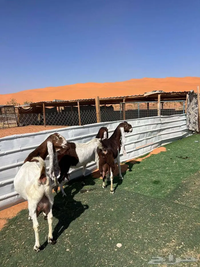 معزا متابيع 2