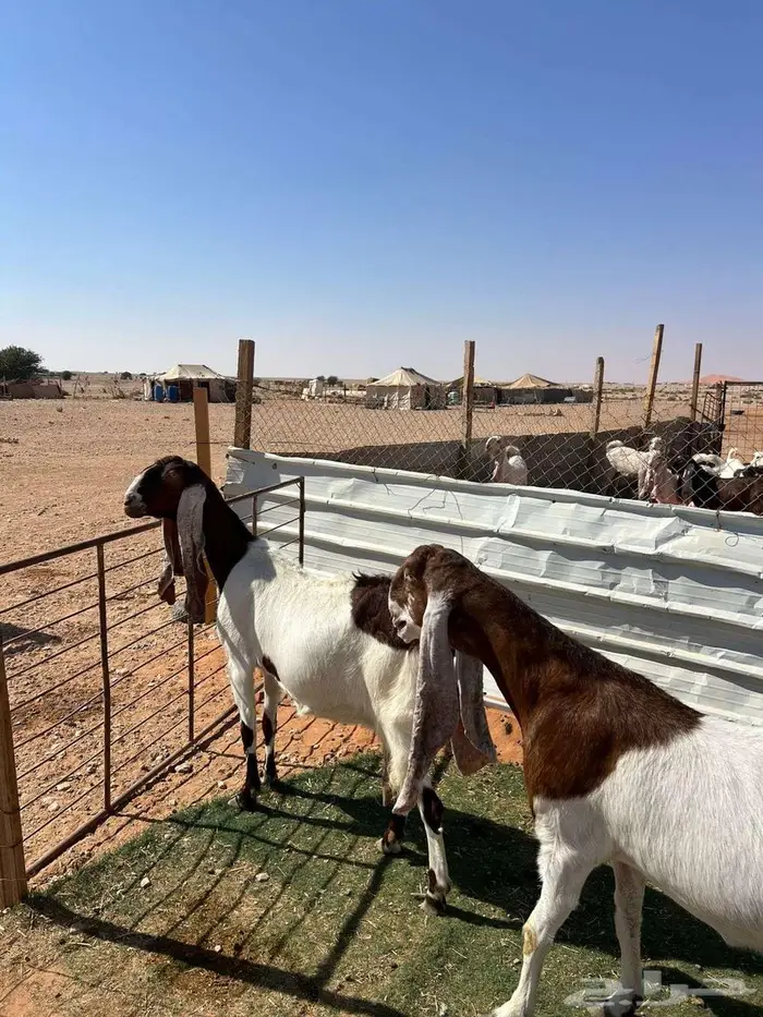 معزا متابيع 5