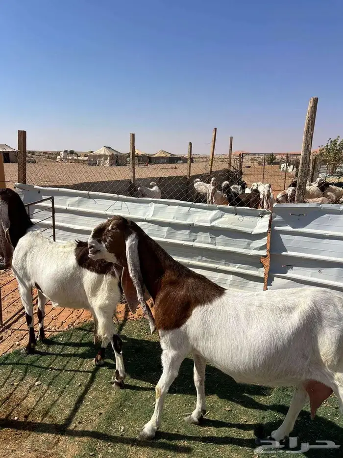 معزا متابيع 7