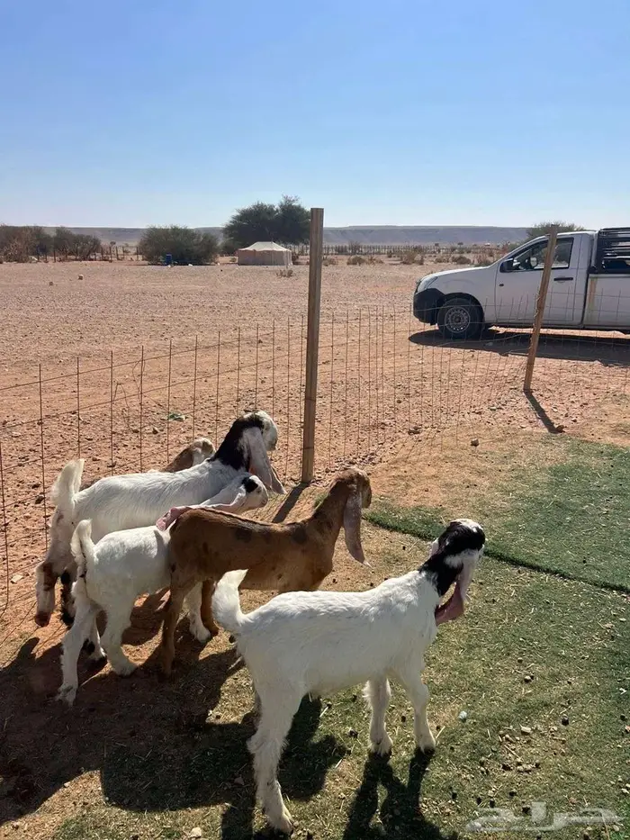 معزا متابيع 8