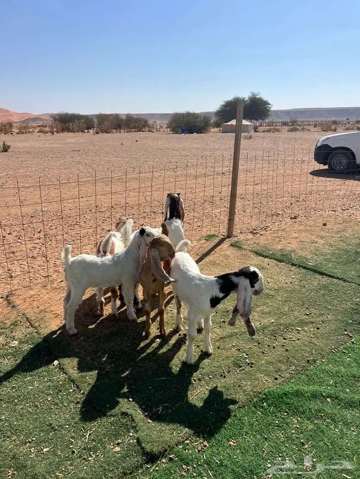 معزا متابيع 9