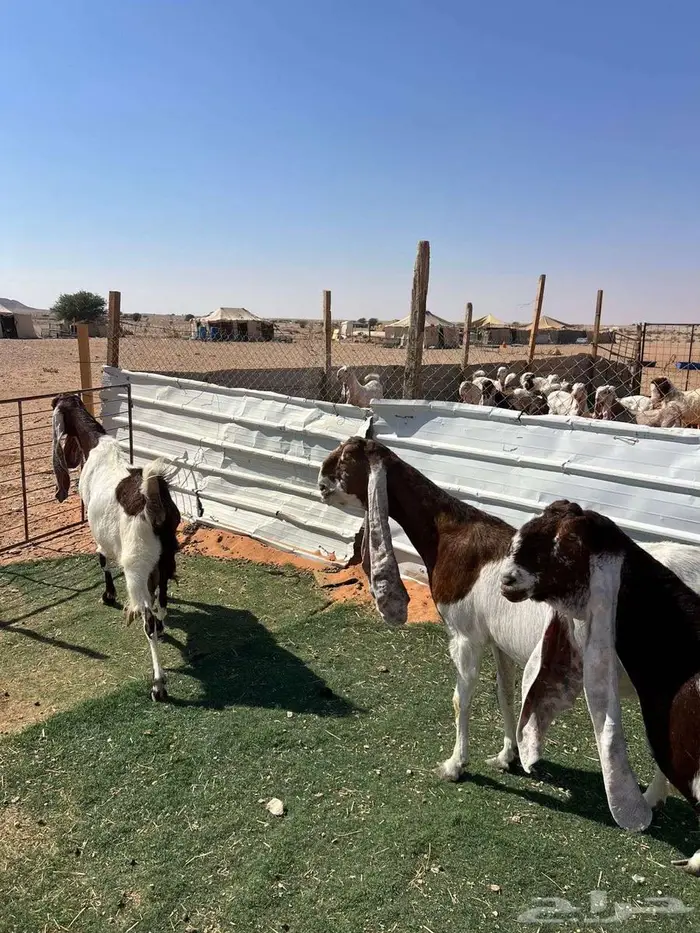 معزا متابيع 1