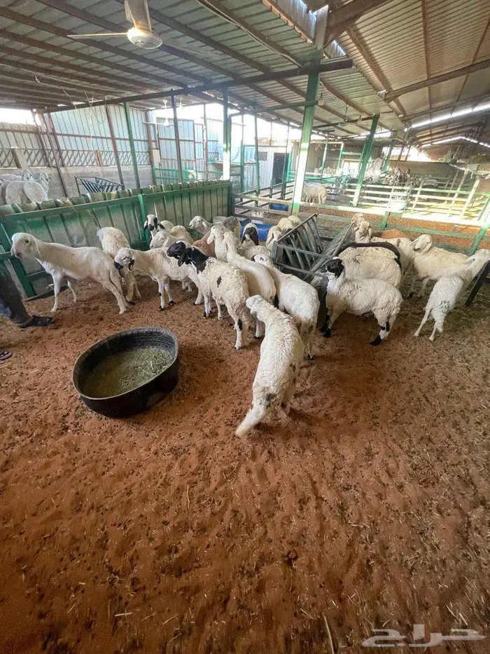 ذبايح نعيم وسواكني 2