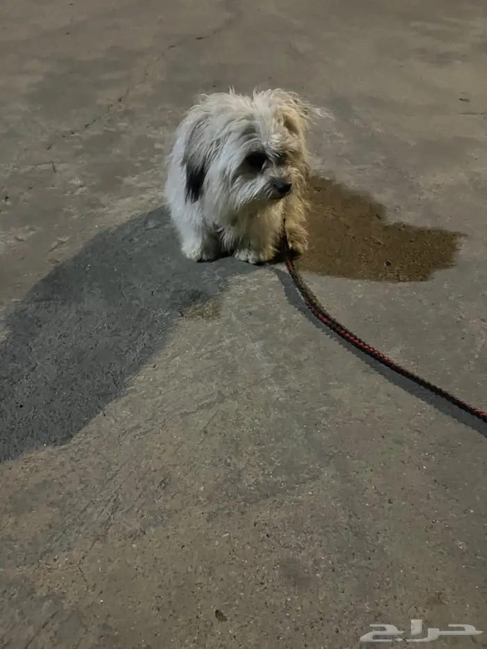 ذكر مالتيز للبيع متطعم ومعه جواز تطعيمات إذا قلتله sitيجلس 2