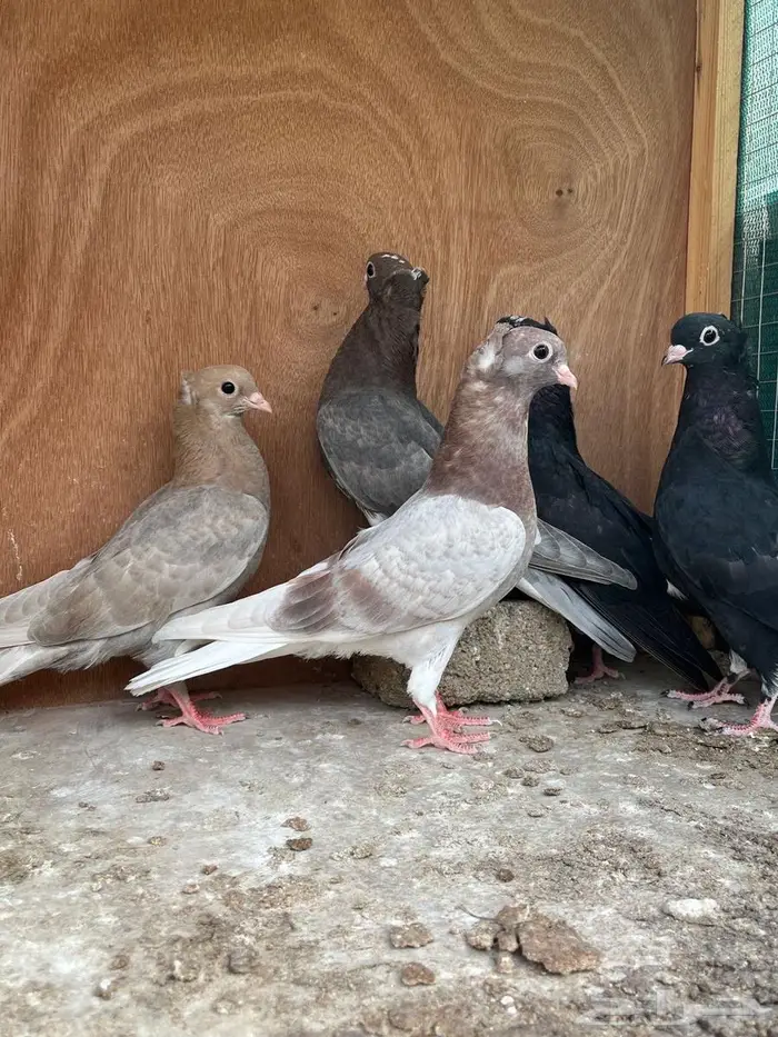 حمام قطيفي 1