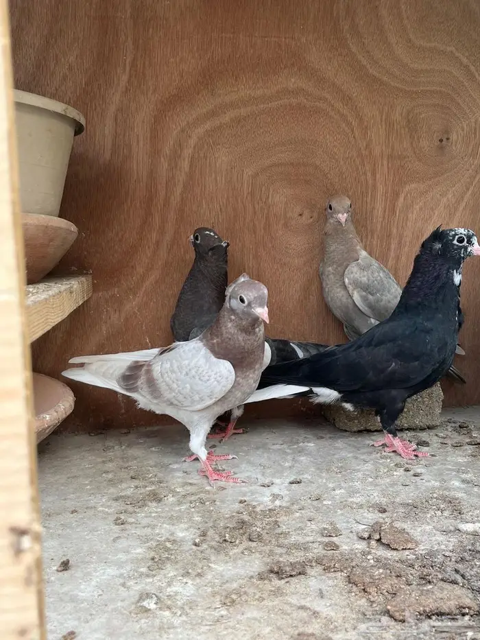 حمام قطيفي 2