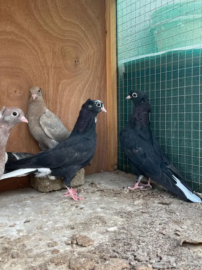 حمام قطيفي 3