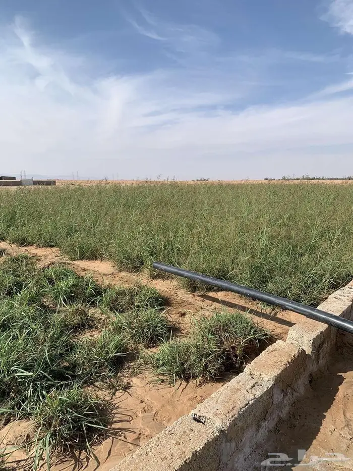 بلو بنك للبيع 0