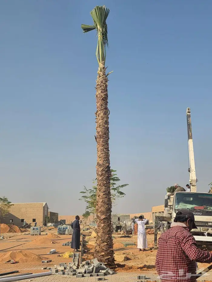 نخل واشنطني للبيع 0