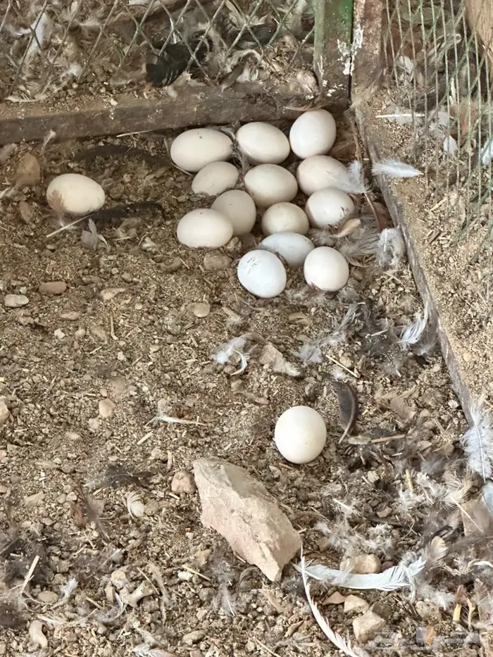 دجاج بلدي بياض 0