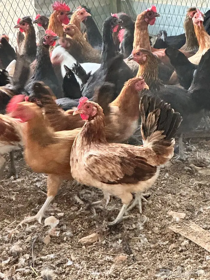 دجاج بلدي بياض 4