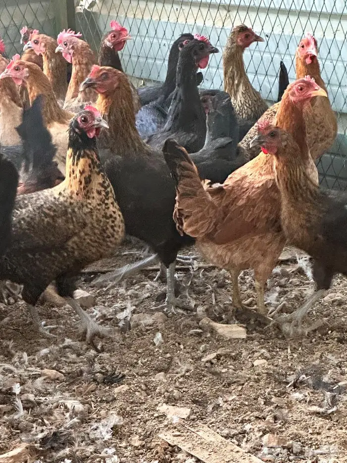 دجاج بلدي بياض 5