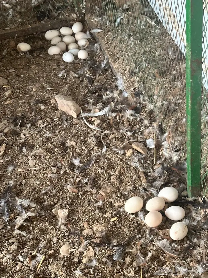 دجاج بلدي بياض 1