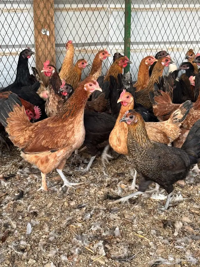 دجاج بلدي بياض 6